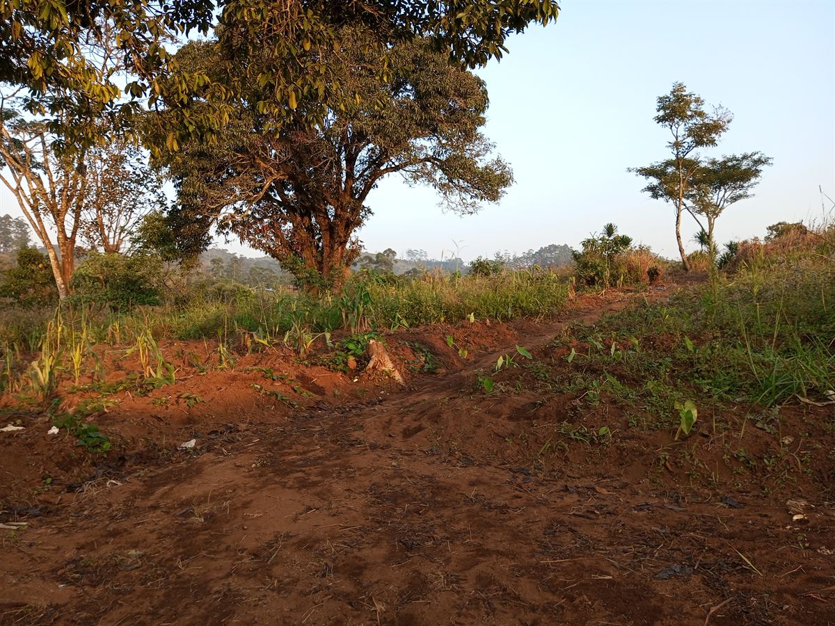 Le terrain de Bertoua