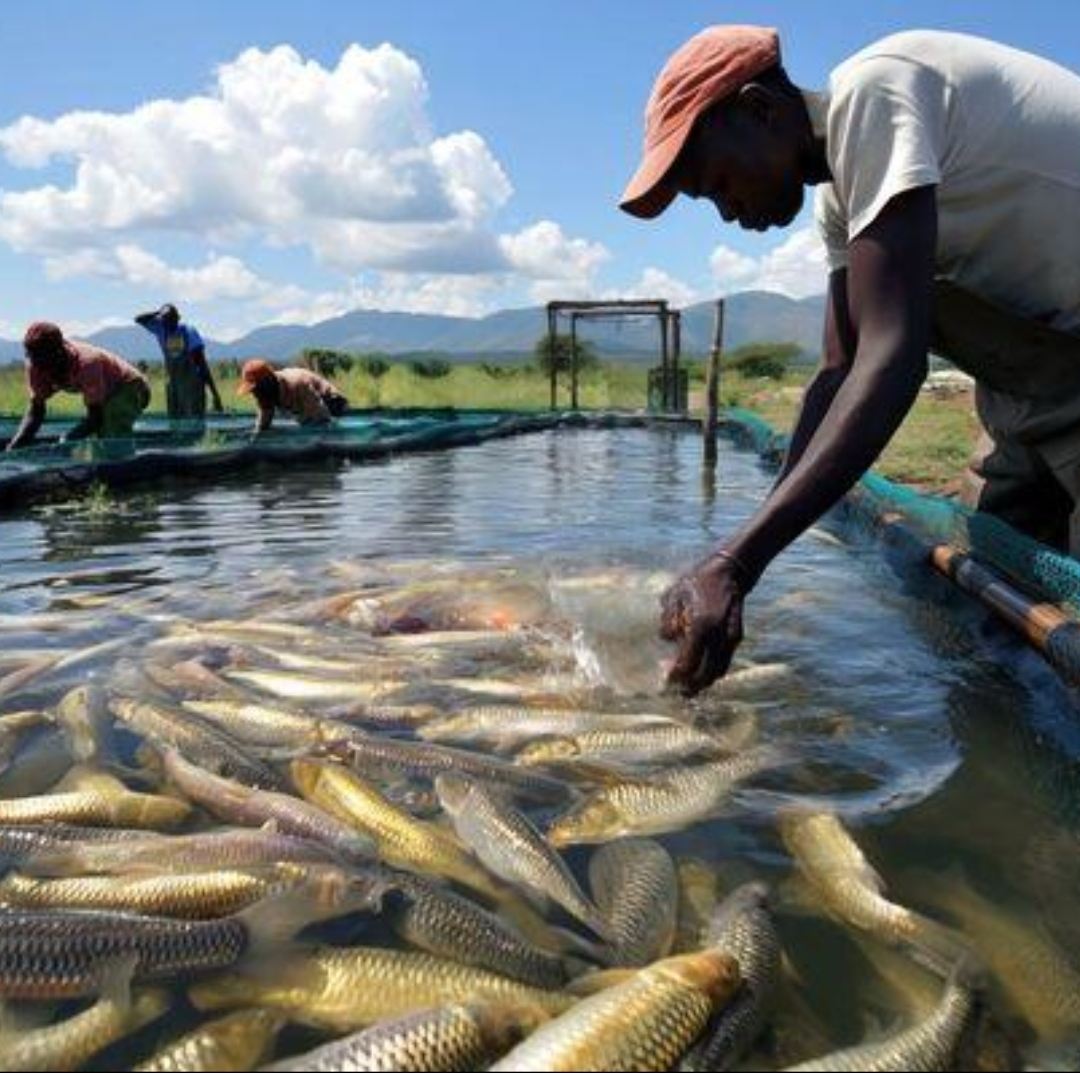 Bassins piscicoles